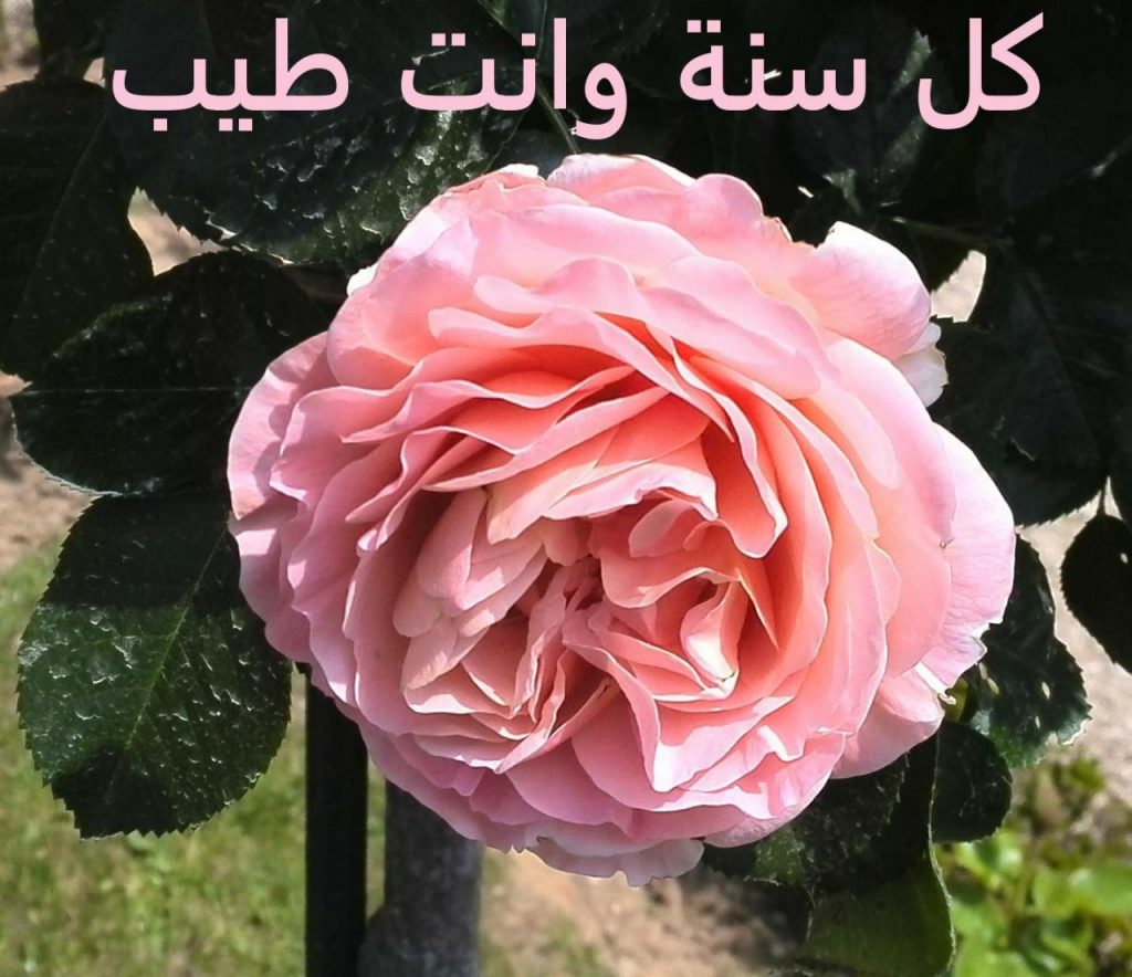 بوستات كل عام وانتم بخير4