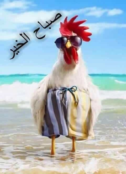 بوستات صباح الخير مضحكة ٣