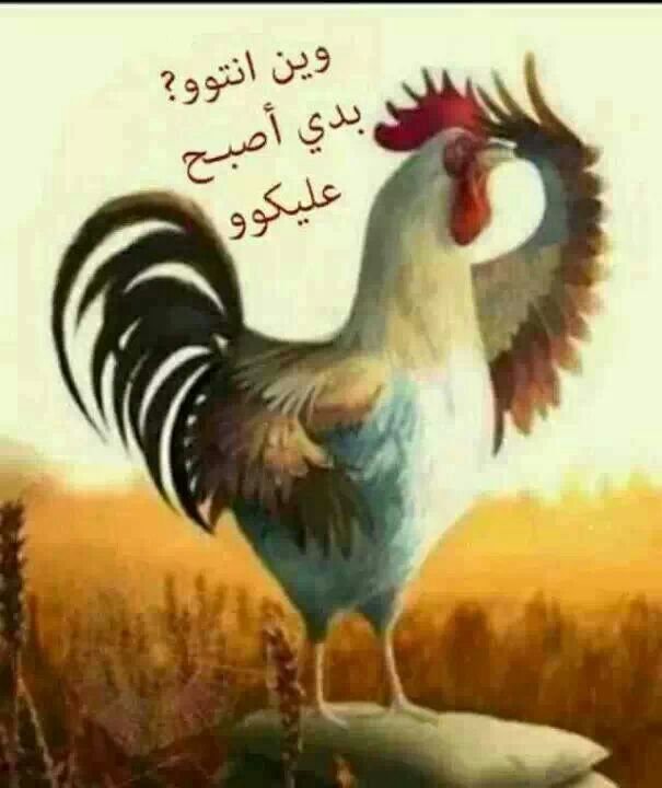 بطاقات صباح الخير مضحكة ١
