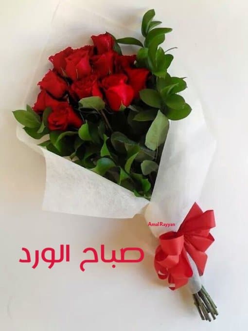 صباح الورد للورد ٤
