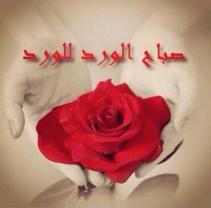 صباح الورد للورد ٢