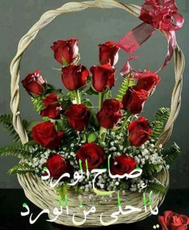 صباح الورد للورد ١