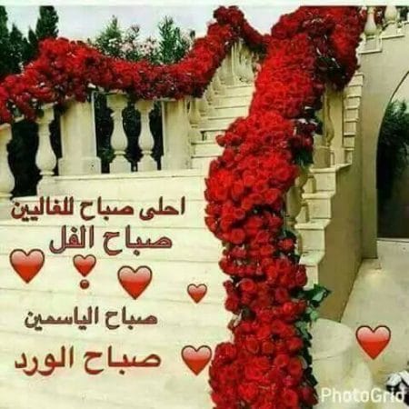 بوستات صباح الورد والياسمين ٤