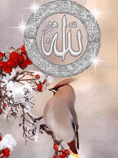 خلفيات اسلامية متحركة للفيس بوك 4