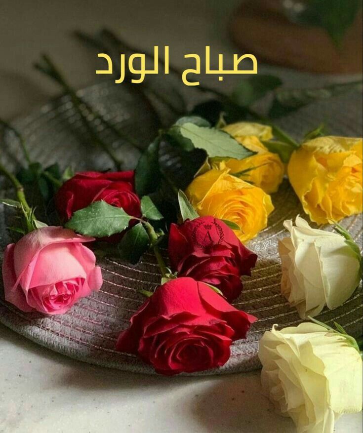 صباح الورد