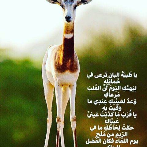 عبارات عن جمال الغزال تويتر 3