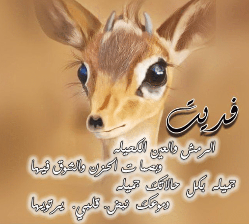 عبارات عن جمال الغزال تويتر 4