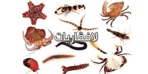 امثلة عن الحيوانات اللافقارية