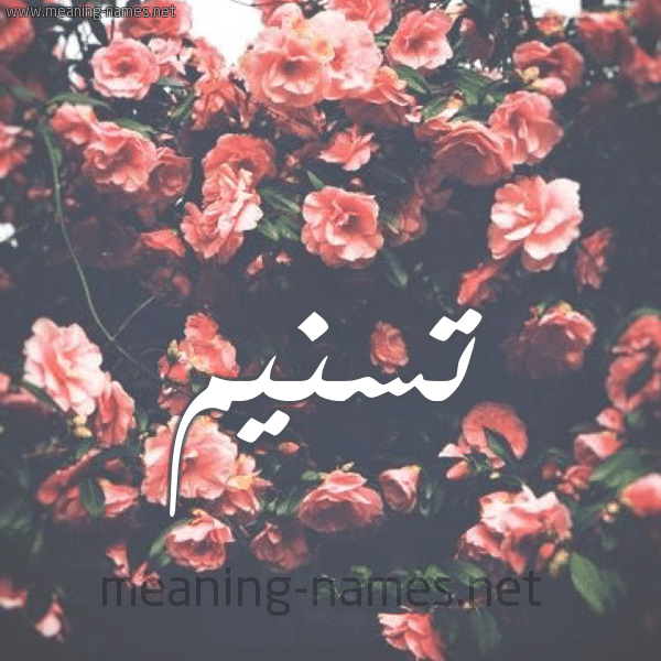 شعر باسم تسنيم - اسم تسنيم بالورد 2