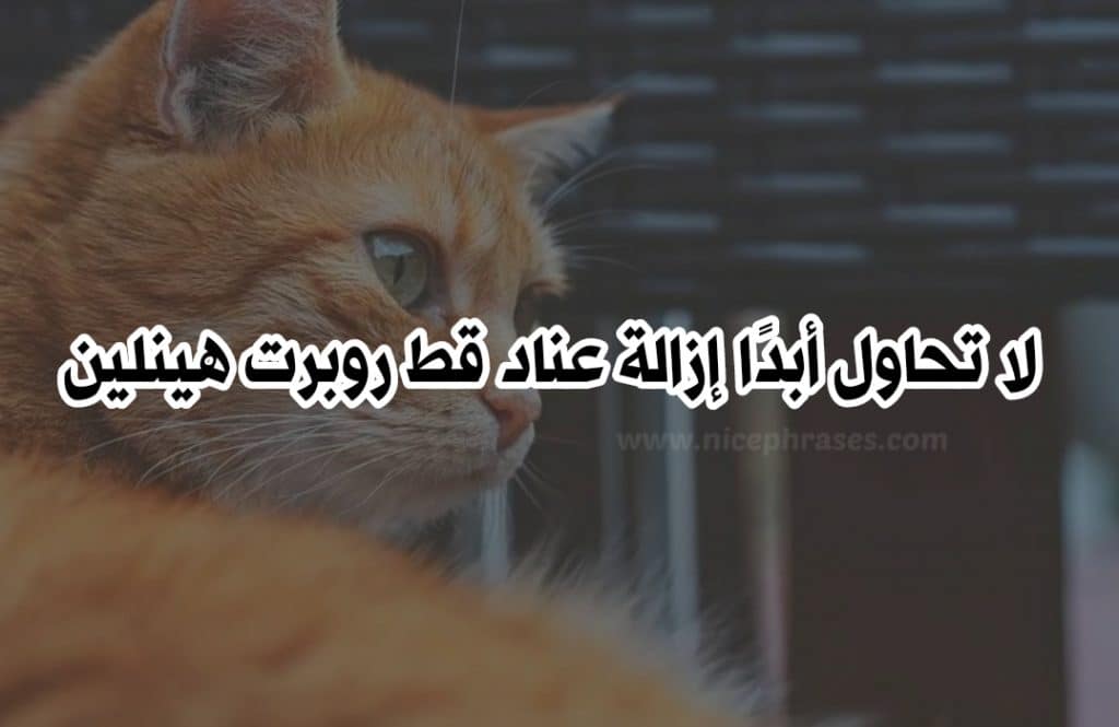 بوستات عن القطط 1
