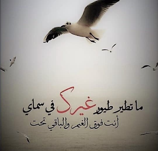 كلام عن طيور الحب تويتر 1