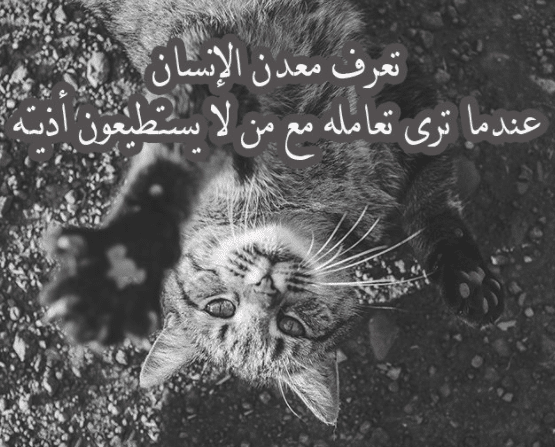 عبارات عن الرفق بالحيوان تويتر 1