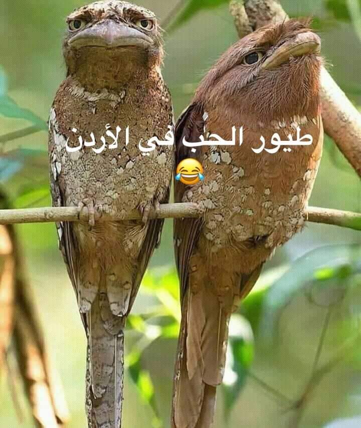 كلام عن طيور الحب تويتر 2