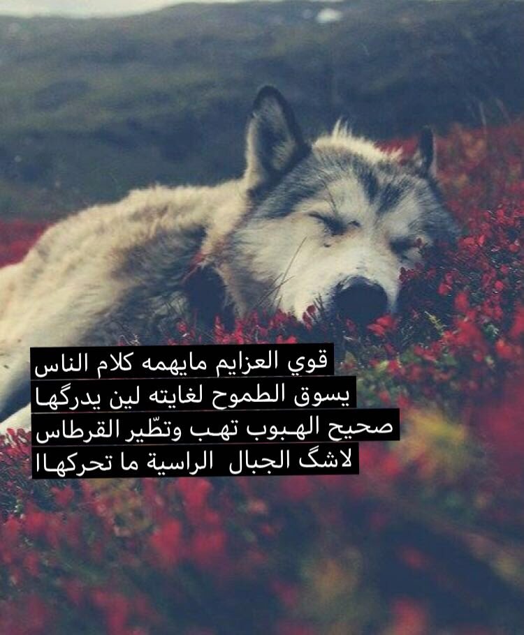 عبارات عن كلام الناس تويتر 2