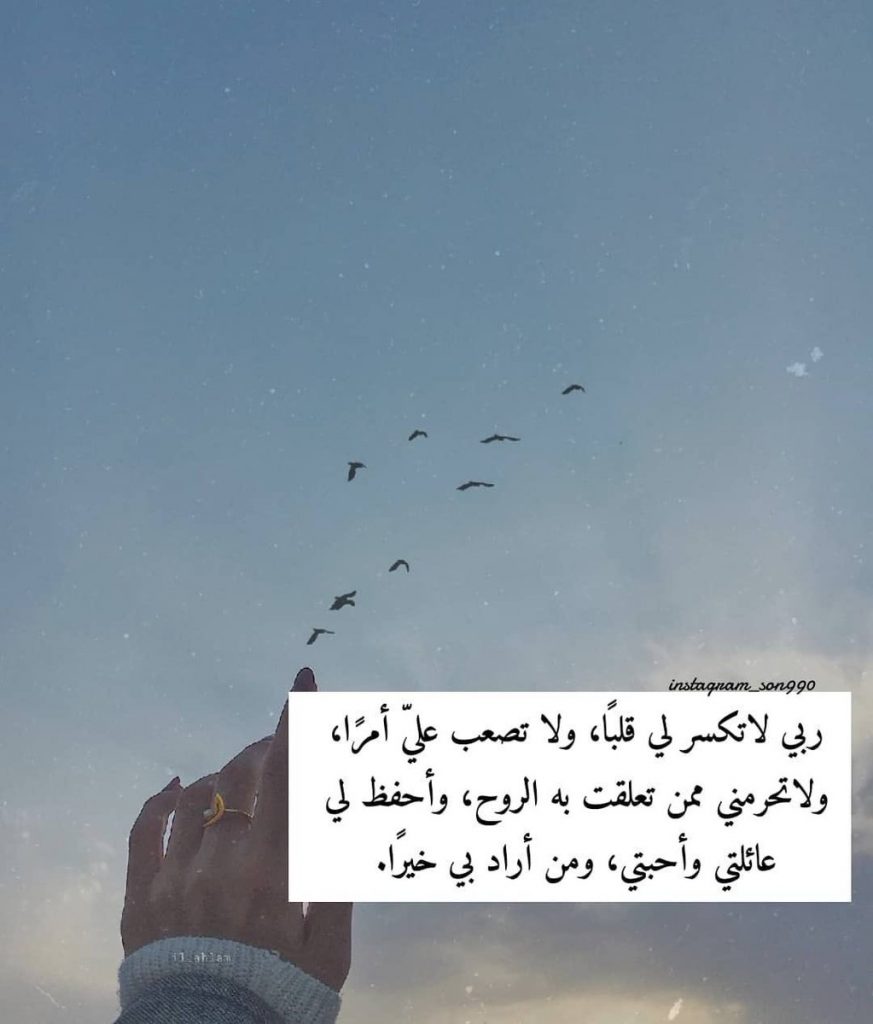 كلام عن طيور الحب تويتر 4