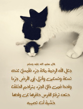عبارات عن الرفق بالحيوان تويتر 3