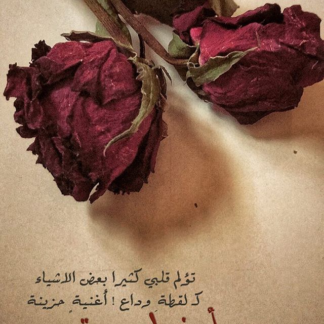 عبارات عن ذبول الورد ١