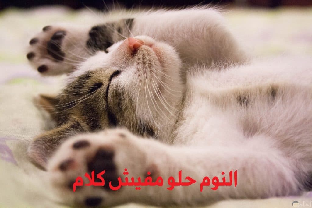 بوستات عن القطط 2
