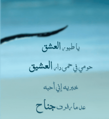 كلام عن طيور الحب تويتر 5
