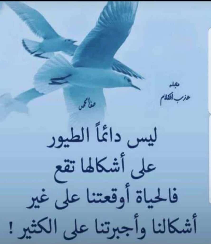 كلام عن طيور الحب تويتر 3