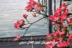عبارات حب للحبيب في الصباح