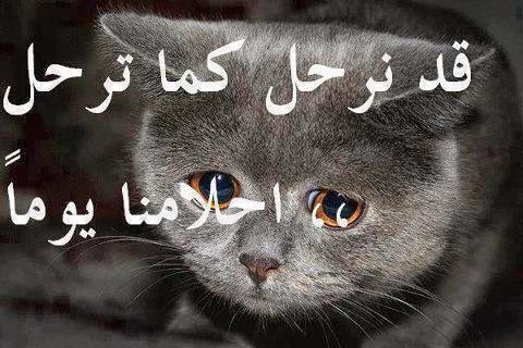 بوستات عن القطط 3