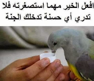 عبارات عن الرفق بالحيوان تويتر 5