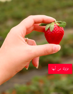 كلام عن الفراولة تويتر 4