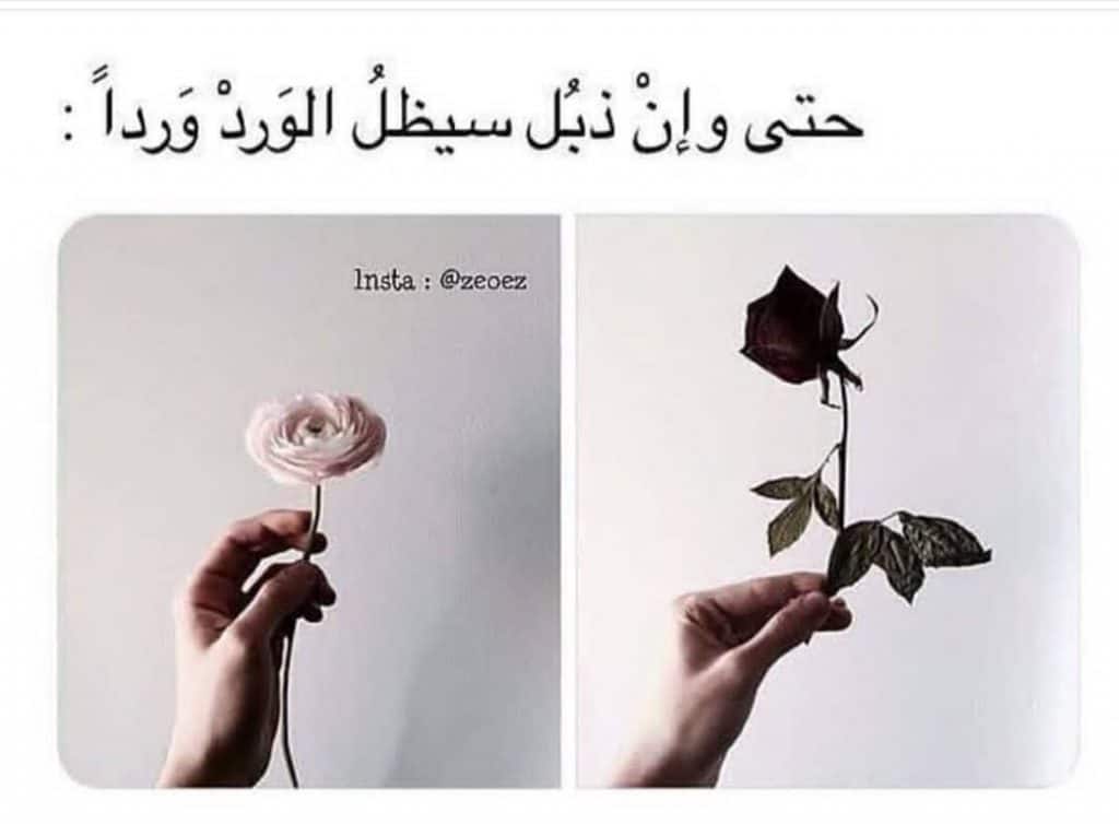 عبارات عن ذبول الورد ٤