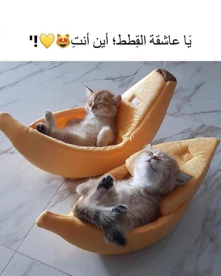 بوستات عن القطط 5