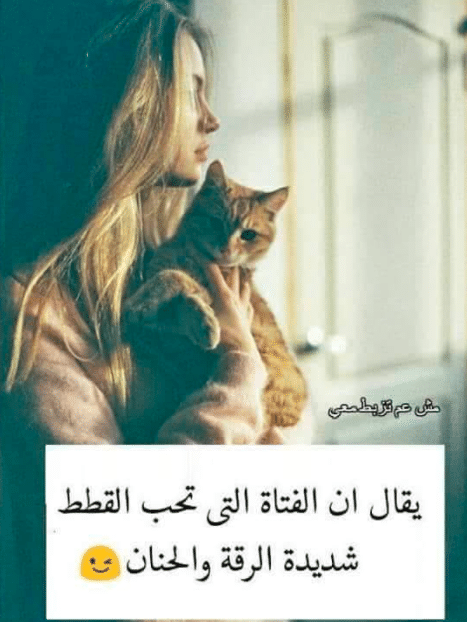 بوستات عن القطط 4