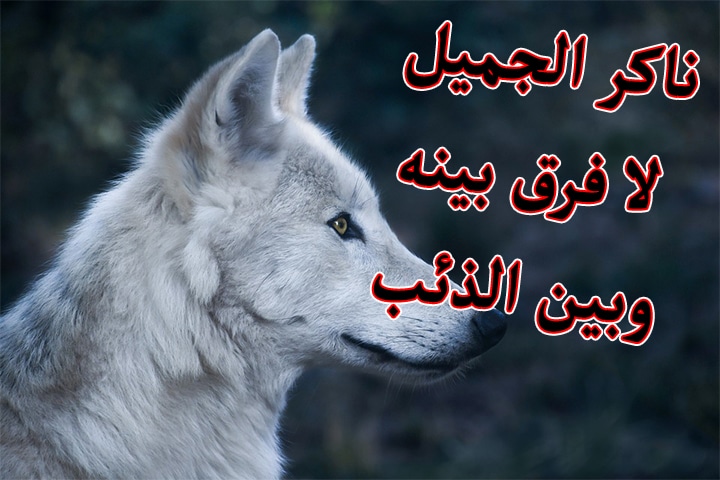 حالات واتس عن نكران الجميل 5