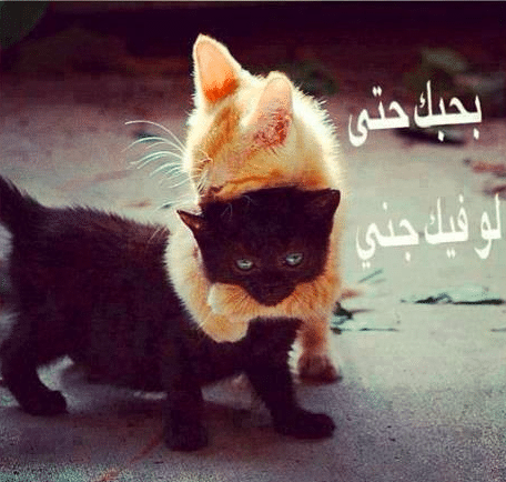 عبارات عن القطط تويتر 1