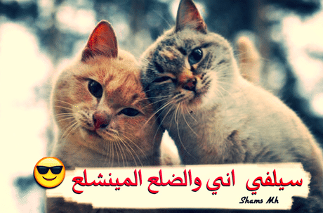 عبارات عن القطط تويتر 3