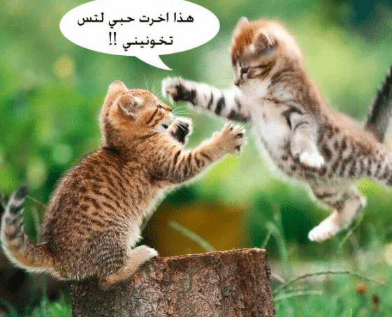 عبارات عن القطط تويتر 4