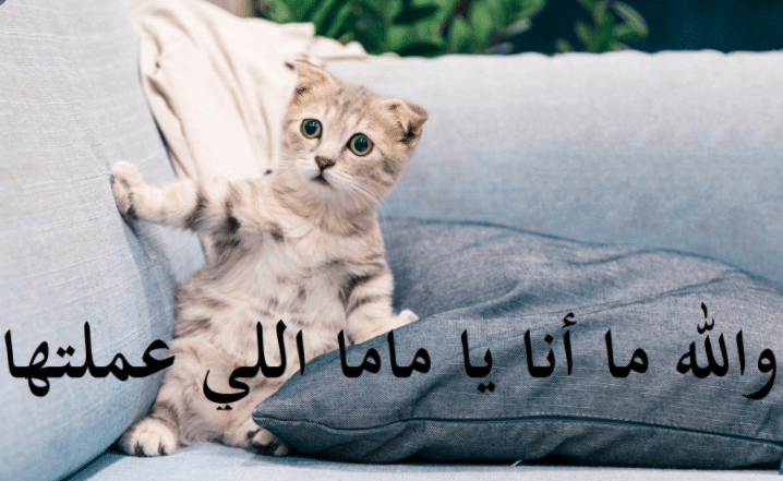 عبارات عن القطط تويتر 5