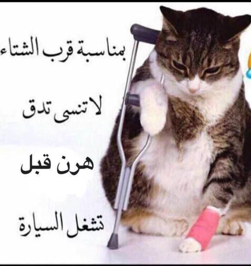 عبارات عن القطط تويتر 2