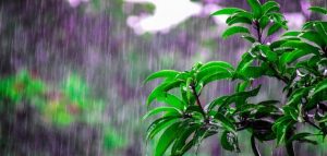 عبارات عن سقوط المطر