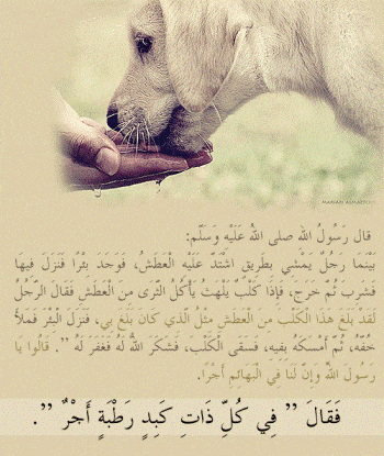 عبارات عن ضرب الحيوانات