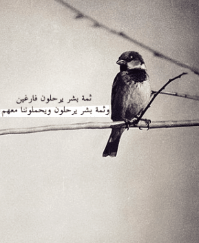 عبارات عن طيور الحب