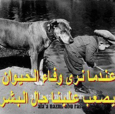 عبارات عن وفاء الحيوانات