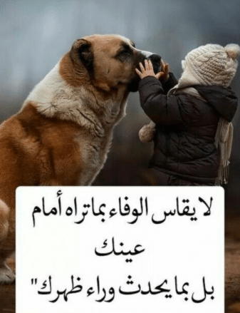 أقوال عبارات عن وفاء الكلاب