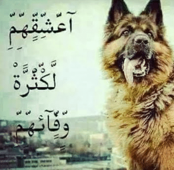 الكلاب أوفى من البشر