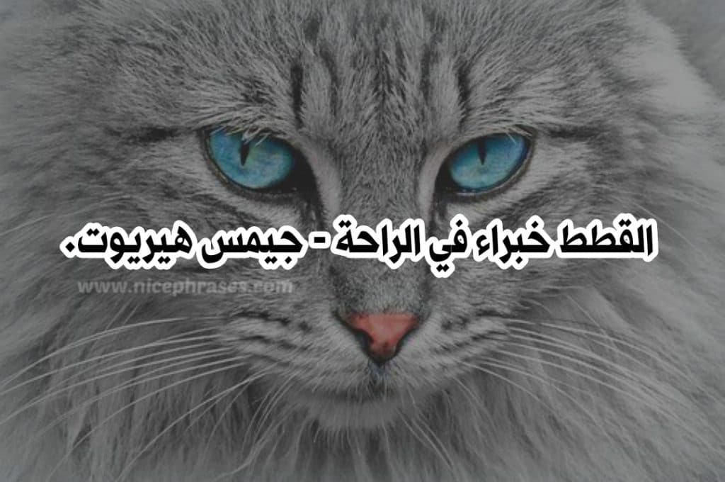 أمثال عن القطط القطة