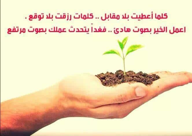 عبارات عن النباتات تويتر 1