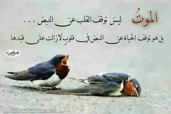 عبارات عن عصفور جريح