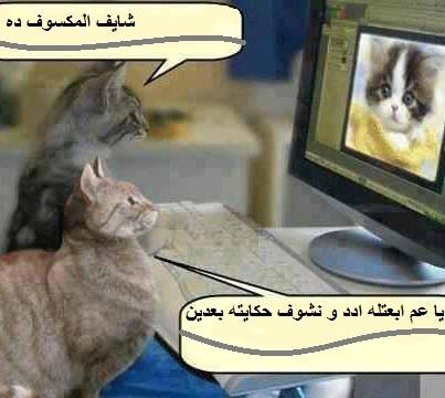 شعر عن القطط مضحك