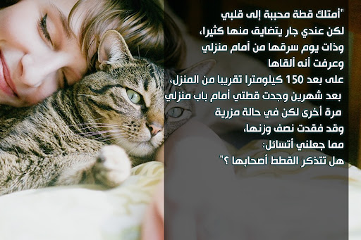 شعر عن القطط