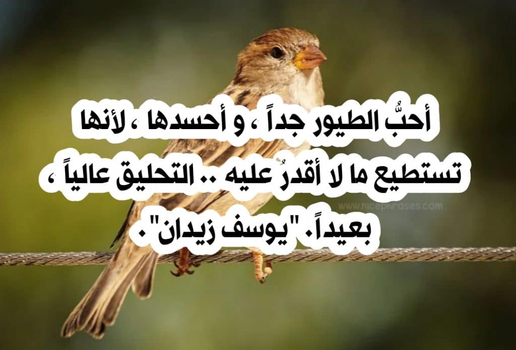 عبارات عن صوت العصافير في الصباح