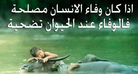 عبارات عن الحيوانات